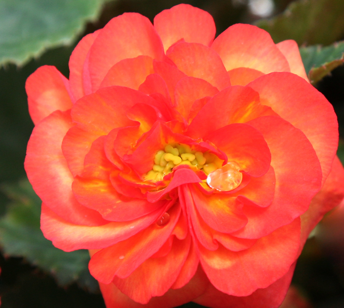 Tuberous Begonias